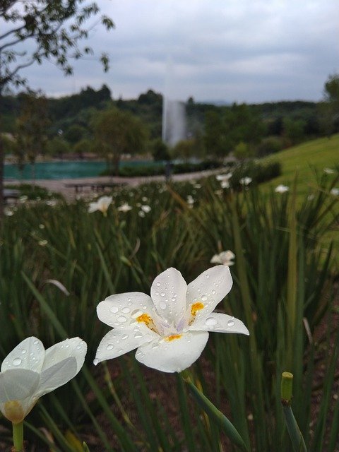 Безкоштовно завантажте Park White Flower Garden - безкоштовну фотографію або малюнок для редагування за допомогою онлайн-редактора зображень GIMP