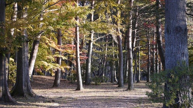 Free download Park Woods Natural -  free photo or picture to be edited with GIMP online image editor