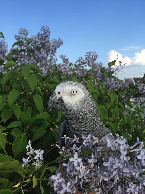Bezpłatne pobieranie Parrot African Grey Bird - darmowe zdjęcie lub obraz do edycji za pomocą internetowego edytora obrazów GIMP