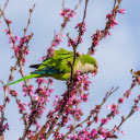 Parrot and Spring Branch  screen for extension Chrome web store in OffiDocs Chromium