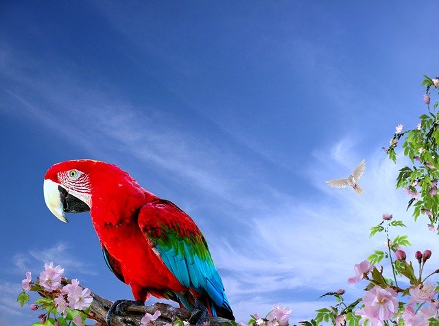 Free download Parrot Arara Birds -  free illustration to be edited with GIMP free online image editor