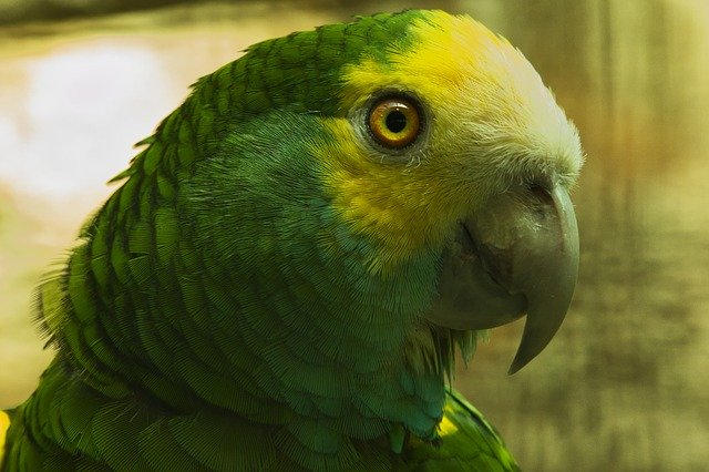 Free download Parrot Bird Animal Portrait -  free photo or picture to be edited with GIMP online image editor