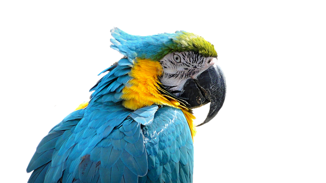 Free download Parrot Bird Ara -  free photo or picture to be edited with GIMP online image editor