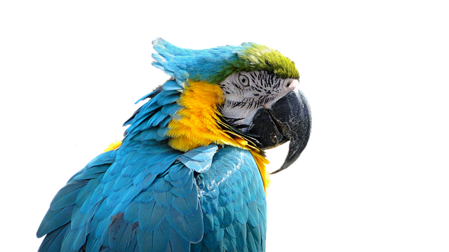 Tải xuống miễn phí Parrot Bird Ara - ảnh hoặc ảnh miễn phí được chỉnh sửa bằng trình chỉnh sửa ảnh trực tuyến GIMP