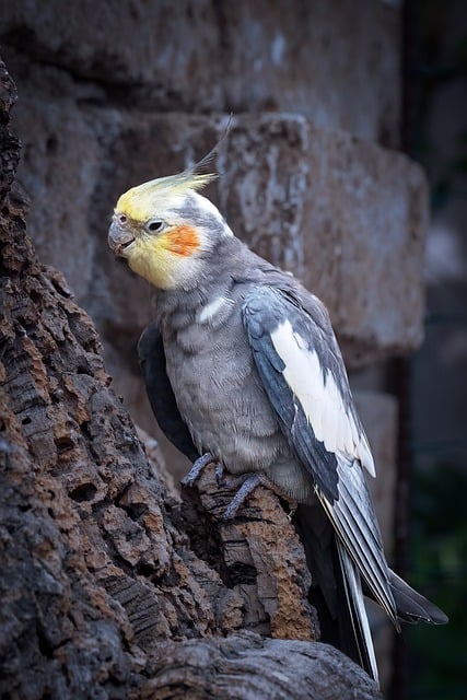 Free download parrot bird cockatiels loricket free picture to be edited with GIMP free online image editor