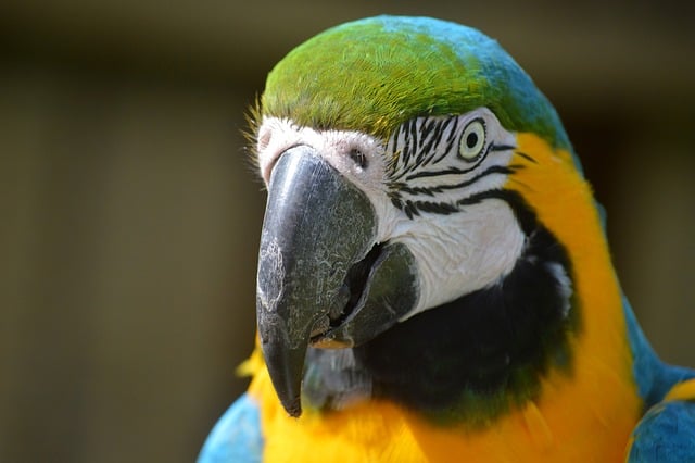 Free download parrot bird feathers animal free picture to be edited with GIMP free online image editor