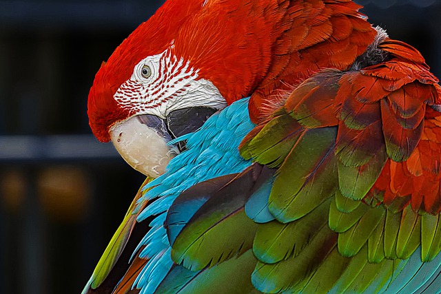 Free download parrot bird feathers plumage free picture to be edited with GIMP free online image editor