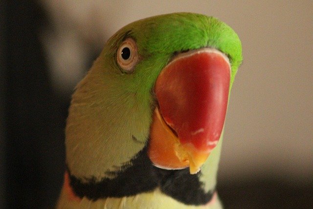 Unduh gratis Parrot Bird Green - foto atau gambar gratis untuk diedit dengan editor gambar online GIMP