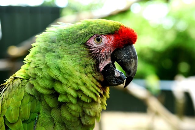 Free download parrot bird macaw nature wildlife free picture to be edited with GIMP free online image editor