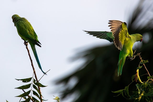 Gratis download papegaai vogel natuur vliegen gratis foto om te bewerken met GIMP gratis online afbeeldingseditor