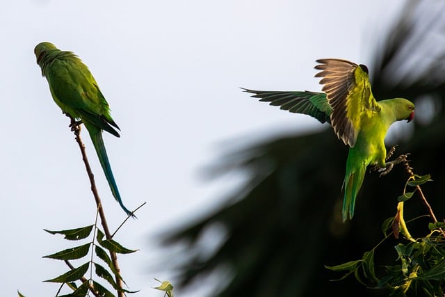 Free download parrot bird nature flying free picture to be edited with GIMP free online image editor