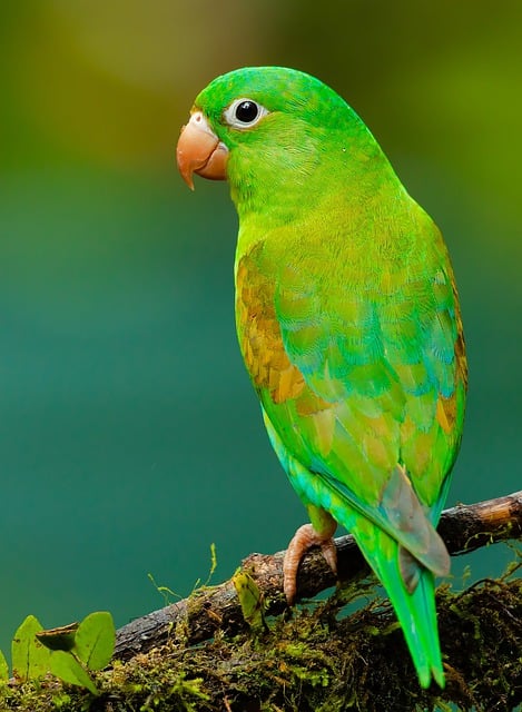 Free download parrot bird ornithology species free picture to be edited with GIMP free online image editor
