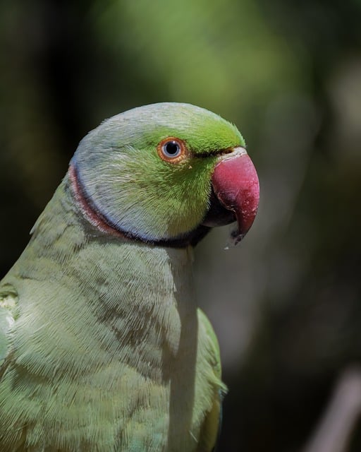 Free download parrot bird ornithology zoo free picture to be edited with GIMP free online image editor