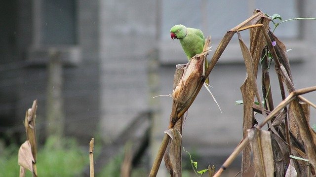 Unduh gratis Parrot Birds Green - foto atau gambar gratis untuk diedit dengan editor gambar online GIMP