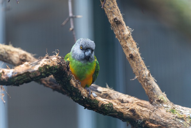 Free download parrot bird tree branch perched free picture to be edited with GIMP free online image editor