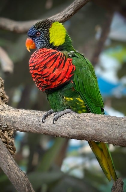 Free download parrot bird tropical nature free picture to be edited with GIMP free online image editor
