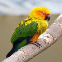parrot bird wallpaper  screen for extension Chrome web store in OffiDocs Chromium