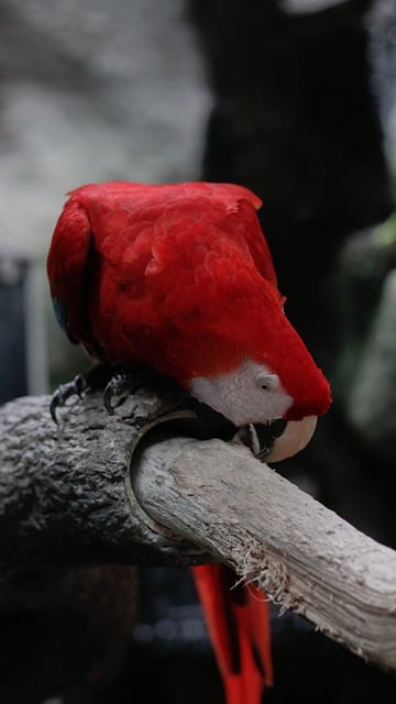 オウムの枝コンゴウインコ鳥の無料ダウンロード GIMP 無料のオンライン画像エディターで編集できる無料画像