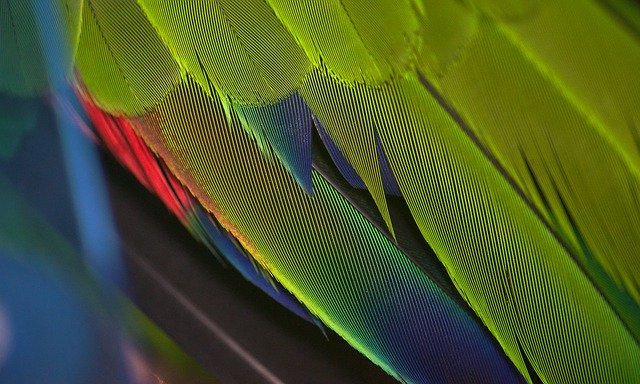 Free download Parrot Closeup Feathers -  free photo or picture to be edited with GIMP online image editor