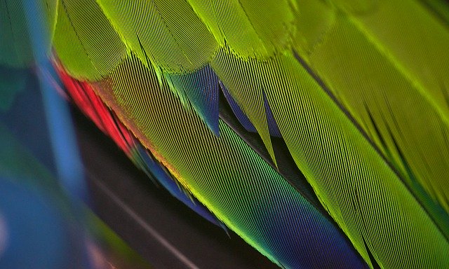 Muat turun percuma Parrot Closeup Feathers - foto atau gambar percuma untuk diedit dengan editor imej dalam talian GIMP