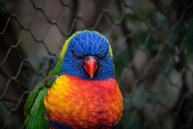 Free download parrot coconut lorikeet free picture to be edited with GIMP free online image editor