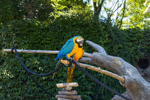 Gratis download Parrot Color Colorful - gratis foto of afbeelding om te bewerken met GIMP online afbeeldingseditor