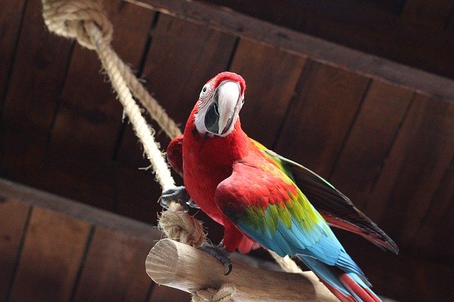 Descărcare gratuită Parrot Colorful Animals - fotografie sau imagini gratuite pentru a fi editate cu editorul de imagini online GIMP