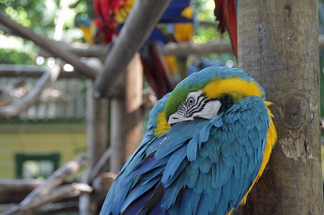 Free download Parrot Colorful Bird -  free photo or picture to be edited with GIMP online image editor