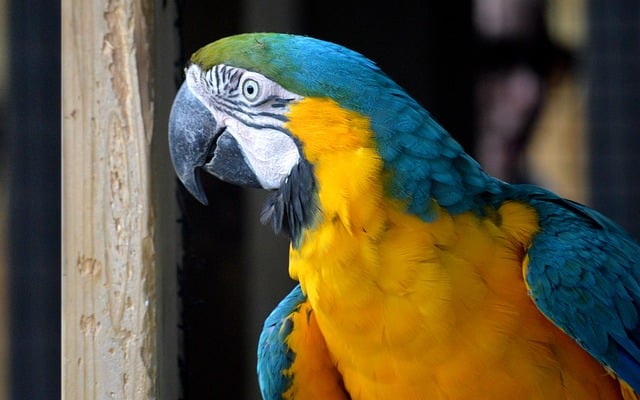 Free download parrot colorful macaw era bird free picture to be edited with GIMP free online image editor