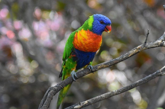 Descărcare gratuită Parrot Colorful Nature - fotografie sau imagini gratuite pentru a fi editate cu editorul de imagini online GIMP