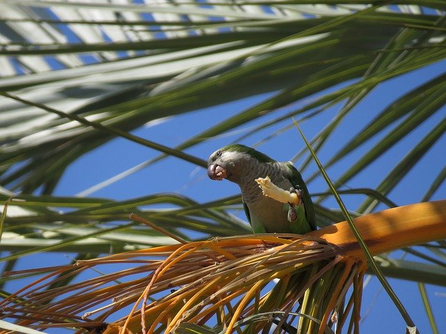 免费下载 Parrot Eating Date - 使用 GIMP 在线图像编辑器编辑的免费照片或图片