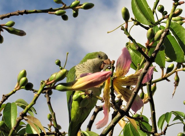 免费下载鹦鹉吃花 - 使用 GIMP 在线图像编辑器编辑的免费照片或图片