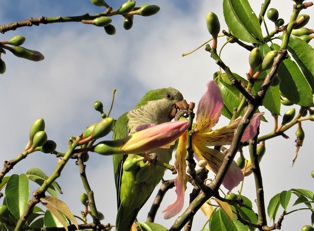 Unduh gratis Parrot Makan Bunga - foto atau gambar gratis untuk diedit dengan editor gambar online GIMP