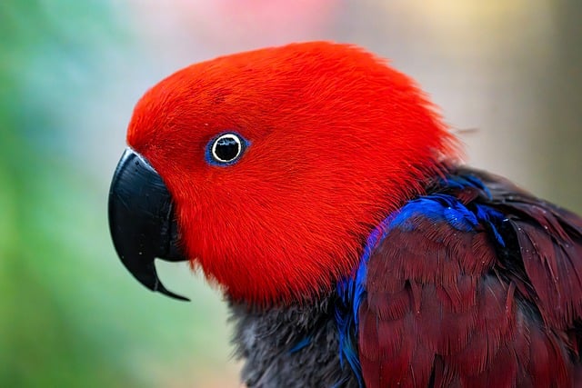 Free download parrot eclectus parrot red bird free picture to be edited with GIMP free online image editor