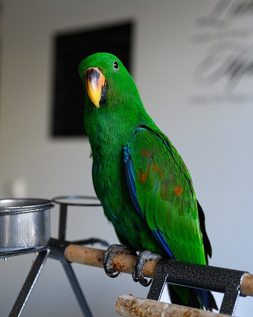 Unduh gratis Parrot Eclectus Roratus Green - foto atau gambar gratis untuk diedit dengan editor gambar online GIMP