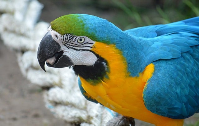 Free download parrot era bird feathers animal free picture to be edited with GIMP free online image editor