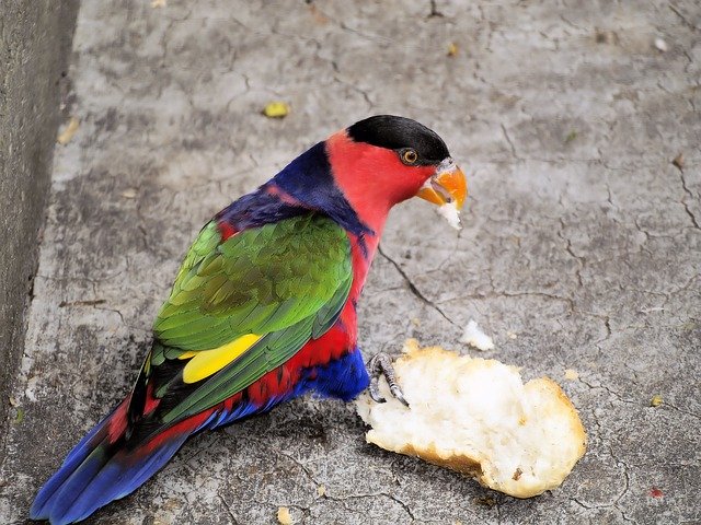 Descarga gratuita Parrot Feeding Colorful plantilla de fotos gratis para editar con el editor de imágenes en línea GIMP