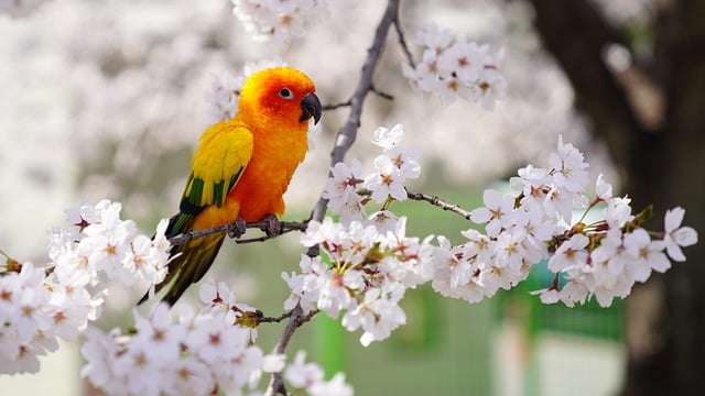 Free download parrot flowers cherry blossom free picture to be edited with GIMP free online image editor