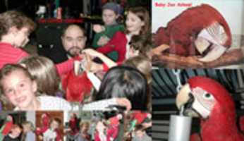 Free download Parrot for Parties - Raleigh Magician free photo or picture to be edited with GIMP online image editor