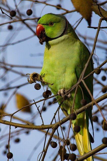 Free download Parrot Green -  free photo or picture to be edited with GIMP online image editor