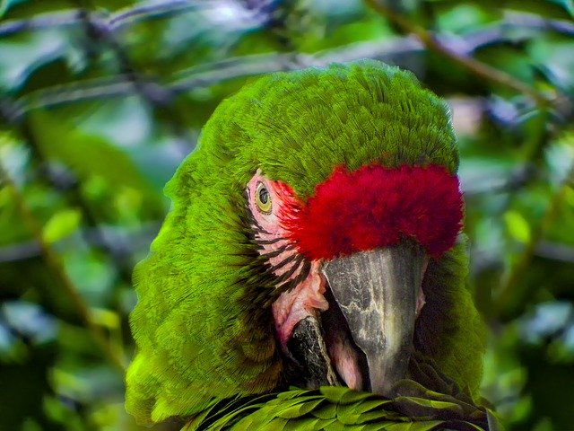 Download grátis Parrot Green Bird - foto ou imagem grátis para ser editada com o editor de imagens online GIMP