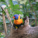 Parrot in the tree hole  screen for extension Chrome web store in OffiDocs Chromium