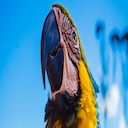Parrot Macaw  screen for extension Chrome web store in OffiDocs Chromium