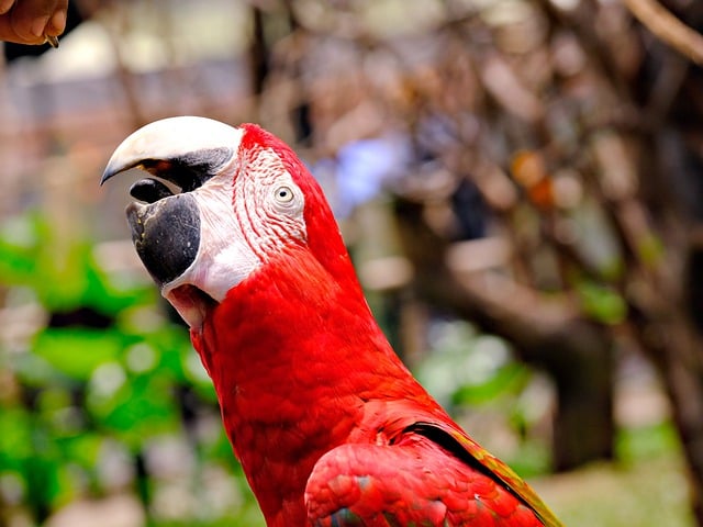 Free download parrot macaw bird animal wildlife free picture to be edited with GIMP free online image editor