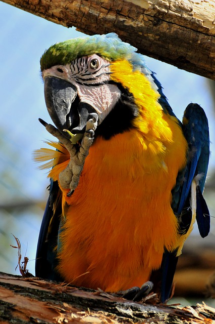 Free download parrot macaw ornithology bird free picture to be edited with GIMP free online image editor