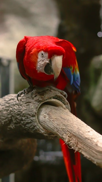 Free download parrot macaw red bird southamerica free picture to be edited with GIMP free online image editor