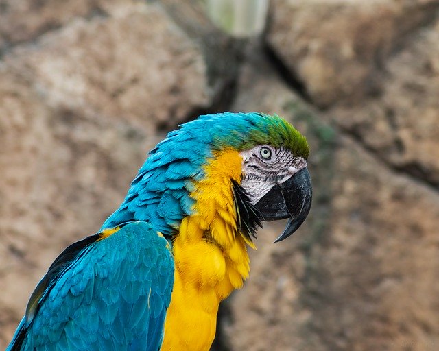 Free download Parrot Macaw Yellow And Blue free photo template to be edited with GIMP online image editor