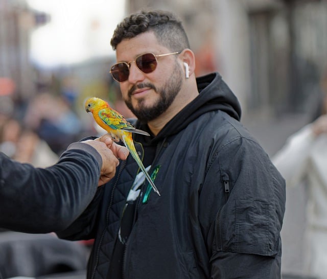 Free download parrot man bird outdoor the street free picture to be edited with GIMP free online image editor