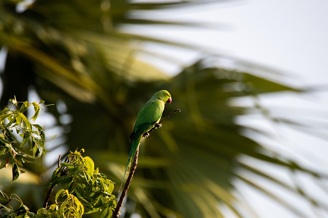 Free download parrot perched morning bird nature free picture to be edited with GIMP free online image editor