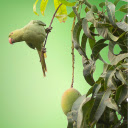 Parrot perches on mango tree  screen for extension Chrome web store in OffiDocs Chromium